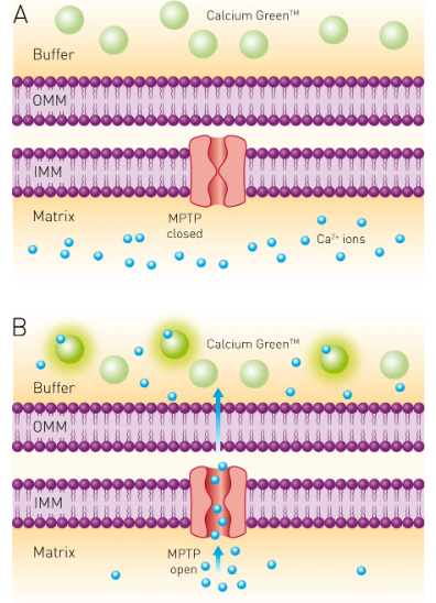 Calcium Assays and Their Uses Illustration